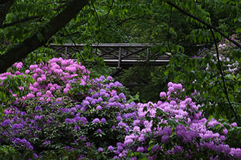 Purple flowers next to a bridge. Links to Gifts from Retirement Plans